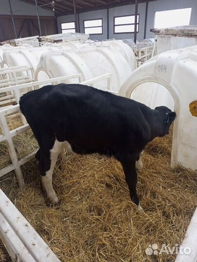 Телята с доставкой на дом