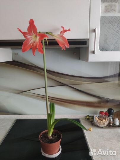 Гиппеаструм луковицы (детки)