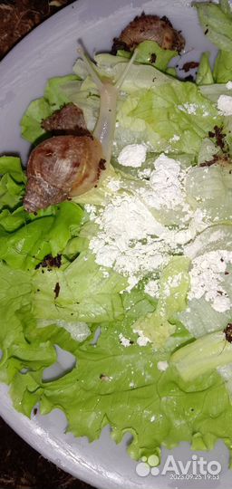 Улитки Ахатины Фулики бесплатно