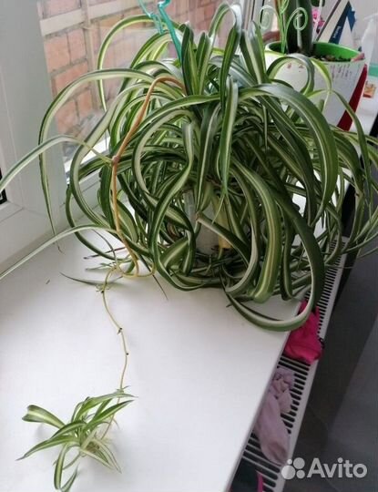 Хлорофитум кудрявый -Бонни