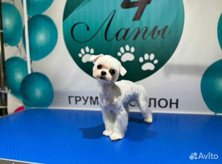 Груминг, грумeр, стрижка собак