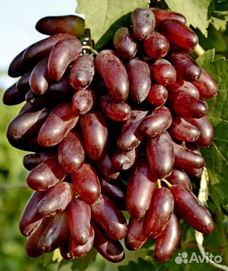 Саженцы Винограда Карнавал