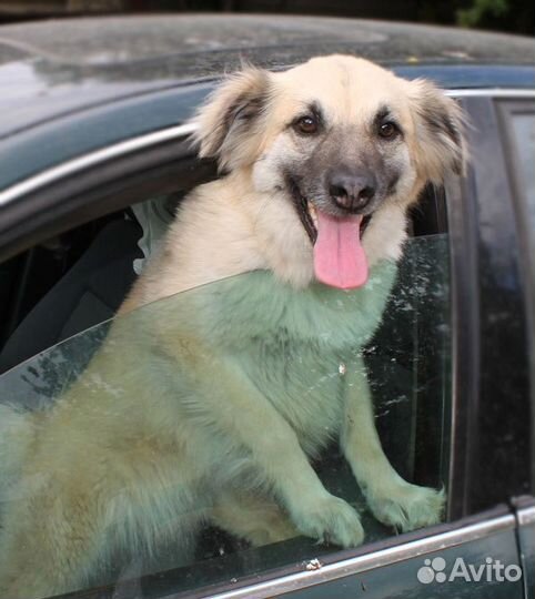 Красавица Мартуша ищет дом и семью