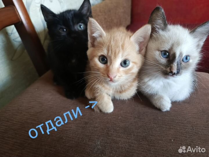 Котята в добрые руки