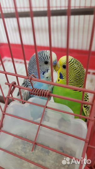 Попугай с клеткой