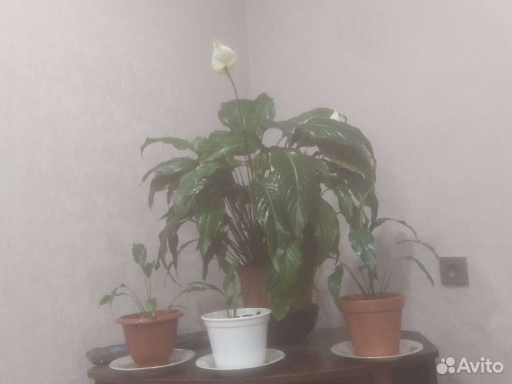 Продам цветы комнатные
