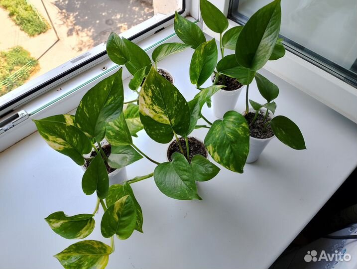 Сциндапсус золотистый