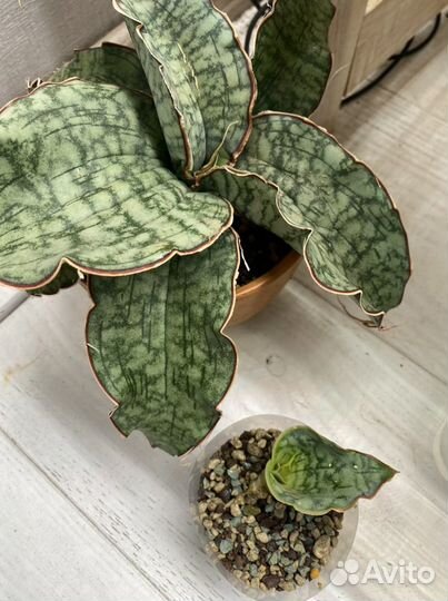 Сансевиерия стар каньон Sansevieria Star Canyon