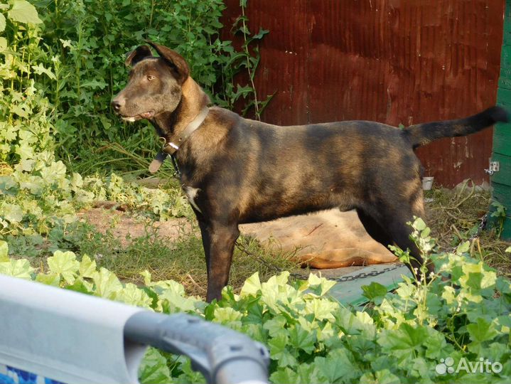 Собака пёс щенок кобель Гор