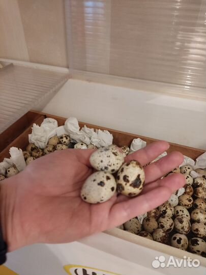 Инкубационное яйцо перепелов Радонежских