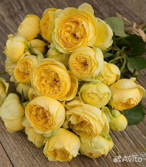 Саженцы Спрей Розы Каталина