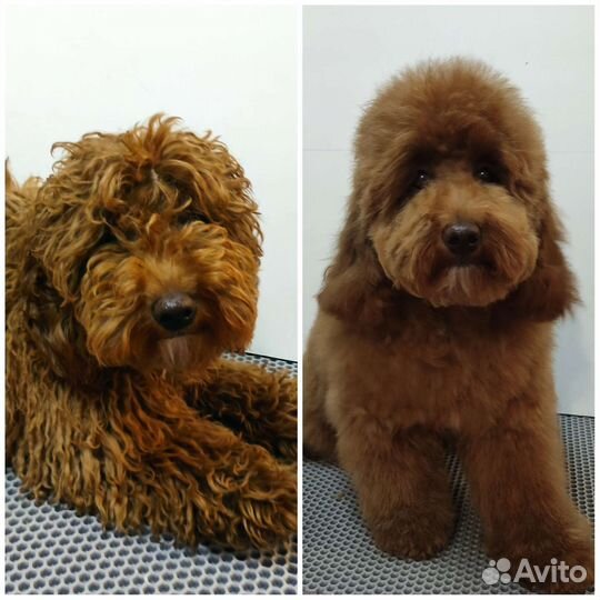 Груминг- стрижка собак