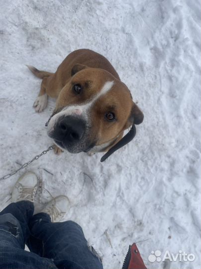 Вязка кобель