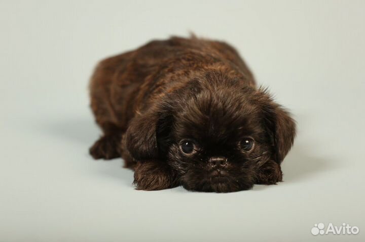 Гриффоны и Брабансоны