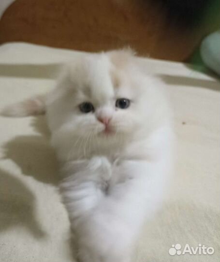 Хайленд фолд, мальчик