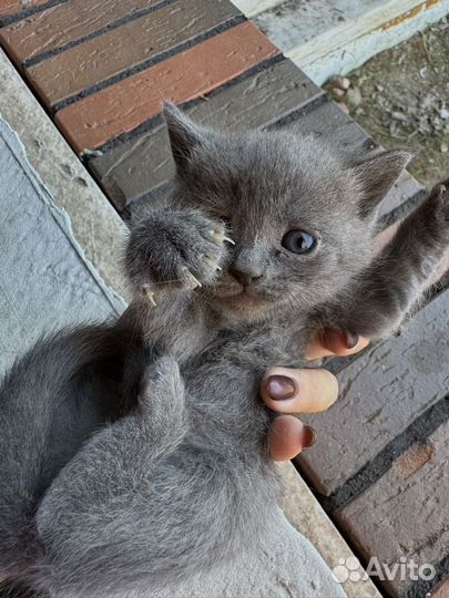 Котёнок мальчик и девочка в добрые руки