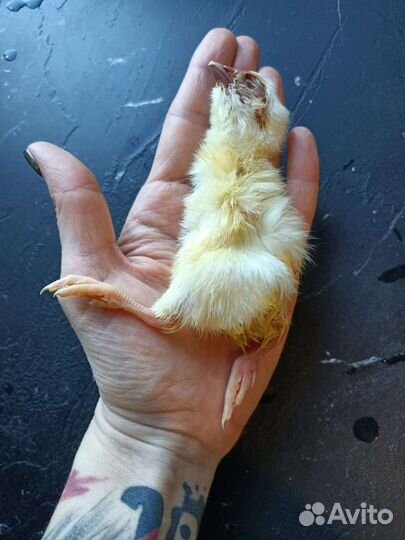 Цыплята суточные