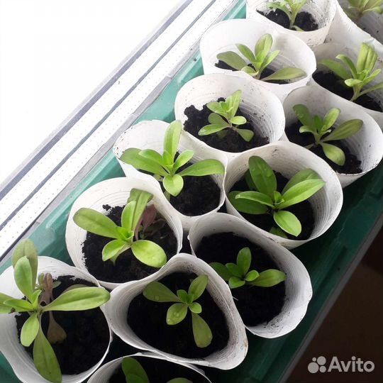 Цветочная рассада