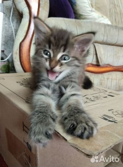 КотёнокКошка