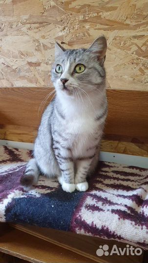 Кошка в дар