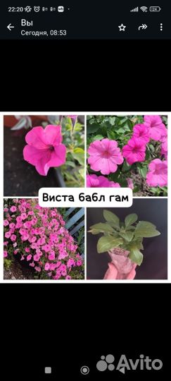 Вегетативная петуния