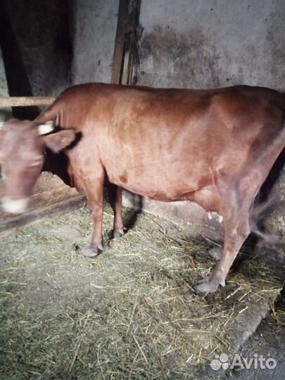 Коровы дойные