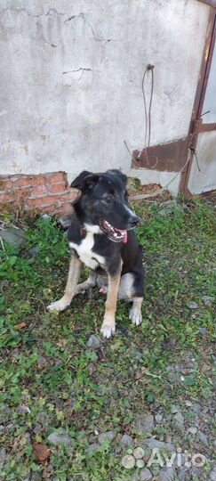 Отдам собаку в добрые руки