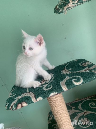 Отдам в добрые руки