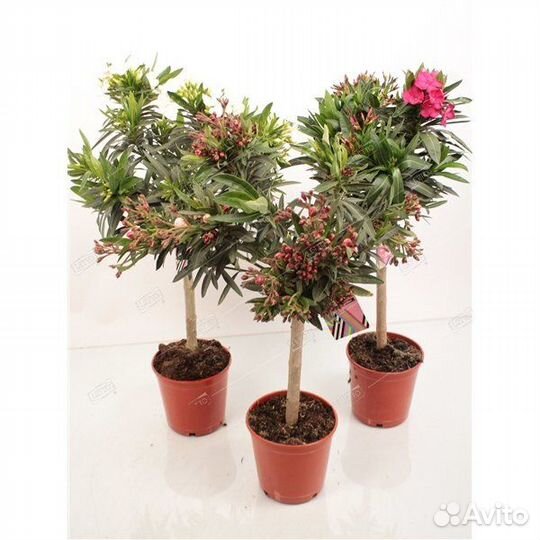 Олеандр обыкновенный штамб 60см Nerium oleander 2л