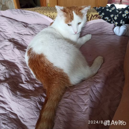 Молодой котик в добрые руки