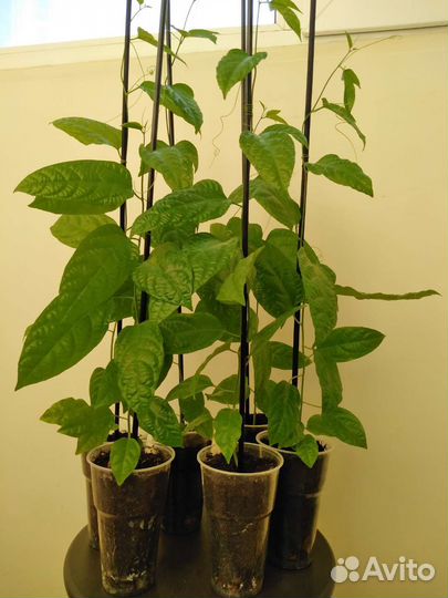 Маракуйя, пассифлора, растение