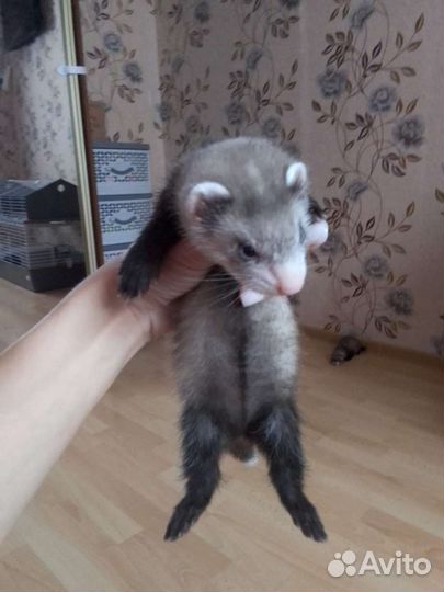 Щенки хорька