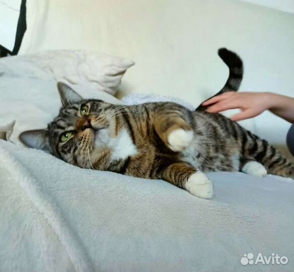 Котик ищет хозяина