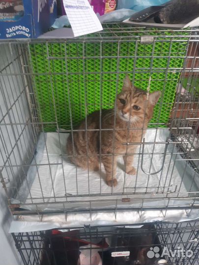 Кошка в дар