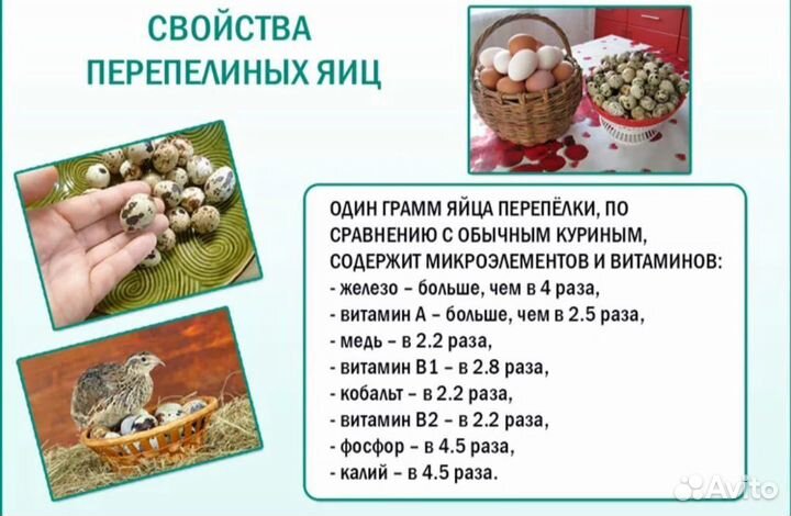 Яйца перепелиные домашние, тушки перепелов