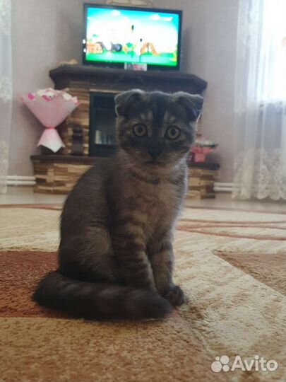 Шотландская вислоухая кошка бесплатно