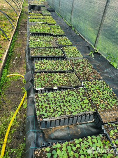 Черенки гортензии