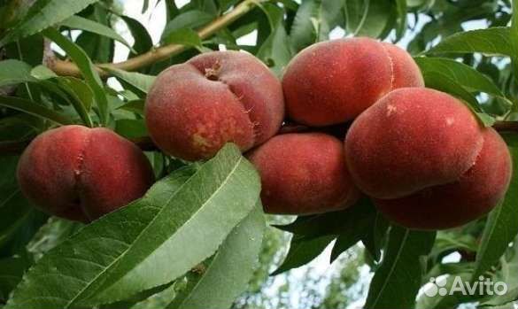 Персик инжирный сорт Сатурн саженцы