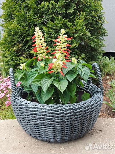 Кашпо и вазоны из ротанга