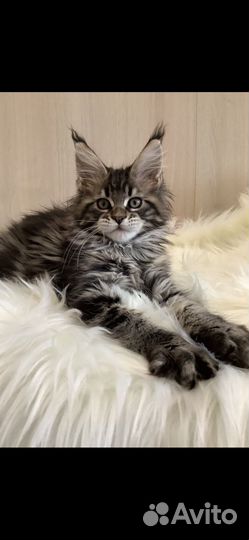 Продажа котят