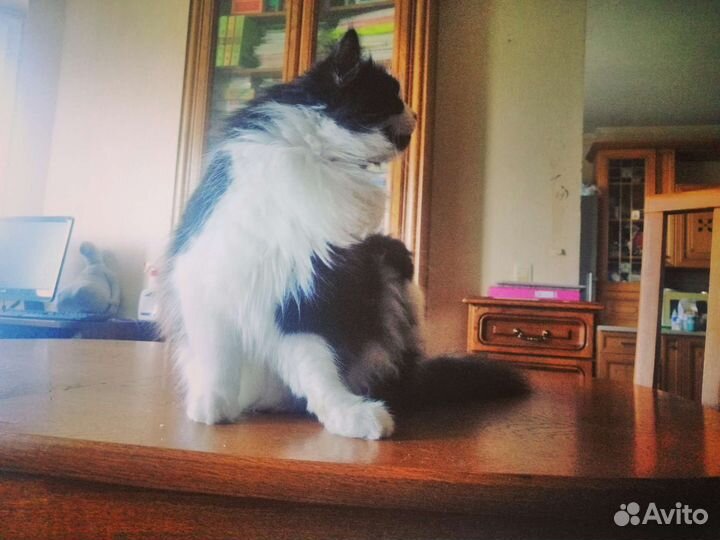 Добрая 3-х лапая кошка ищет нового друга