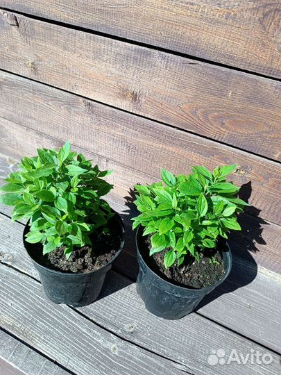 Чубушник гном