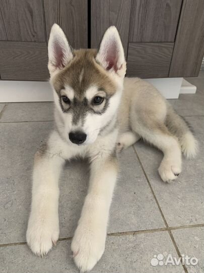 Щенок Хаски