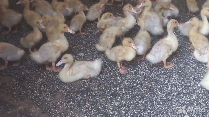 Утята стар 53