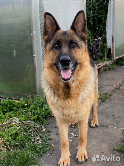 Щенки немецкой овчарки