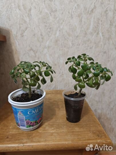 Аихризон (дерево любви)