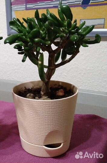 Толстянка Хоббит