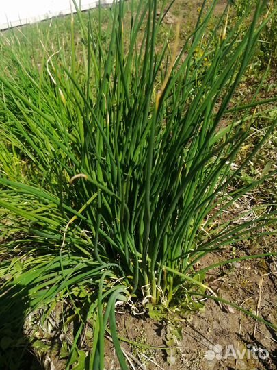 Зелёный лук делянка