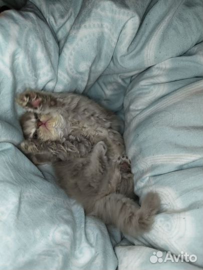 Персидские котята