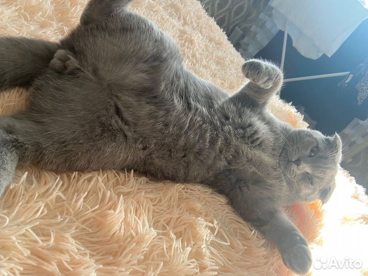 Шотландский кот вязка